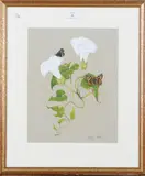 Matthew Hillier, Convolvulus and Butterflies, watercolour with gouache