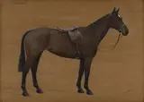 F. M. Hollams, Readable' (Study of a Racehorse)