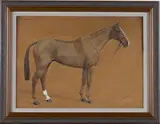 F. M. Hollams, Billy Pringle' (Study of a Racehorse)