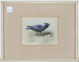 Archibald Thorburn, Study of a Jackdaw