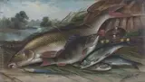 A. Smith, Study of Fish and Tackle on a River bank, 1895, oil on canvas