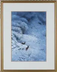 Jeremy Paul, Two Young Stags, watercolour with gouache
