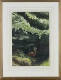 Jeremy Paul, Roe Buck, watercolour with gouache