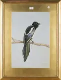 Frank Paton, Study of a Magpie, 1896, watercolour