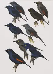 Norman Arlott, Book Illustrations of Birds, including 'Starlings A', 'Starlings B' and 'Prinias, nine watercolours with gouache
