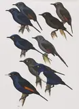 Norman Arlott, Book Illustrations of Birds, including 'Starlings A', 'Starlings B' and 'Prinias, nine watercolours with gouache