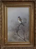 George Edward Lodge, Study of a Bunting on a Branch
