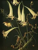 Franz Sedlacek, Blüten und Insekten (Nr 3)' (Secessionist Study of Trumpet Blooms and Insects)