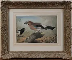 Basil Ede, Study of a Jay and approaching Magpie, 1956, watercolour and gouache