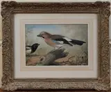 Basil Ede, Study of a Jay and approaching Magpie, 1956, watercolour and gouache