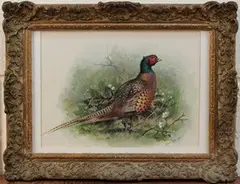 Basil Ede, Study of a Pheasant, 1958, watercolour and gouache
