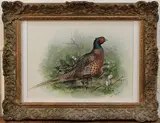 Basil Ede, Study of a Pheasant, 1958, watercolour and gouache