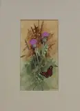 Vernon Ward, Study of a Butterfly and Thistles, watercolour and gouache