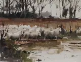 John Yardley, Sheep at Sidlow, watercolour and gouache