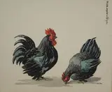Geoffrey Sparrow, Study of a Cockerel and Hen