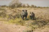 David Shepherd, Rhinos in Namibia, 1999, oil on canvas