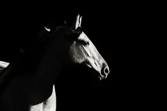 Astrid Harrisson, Sunkissed, black and white photograph mounted on aluminium