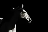 Astrid Harrisson, Sunkissed, black and white photograph mounted on aluminium