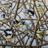 David C. Lyons, Waiting for their Peanuts’ (Eurasian blue tits), 2011, oil on board