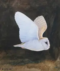 Barn Owl in flight by Owen Williams, watercolour, sold Nov 2023