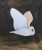 Owen Williams, Barn Owl in flight, watercolour