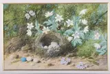 William Cruickshank, Still Life with Birds nest, Eggs and Bumblebee on a Sandy Bank, watercolour