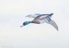 Philip Rickman, Mallard, watercolour with gouache