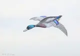 Philip Rickman, Mallard, watercolour with gouache