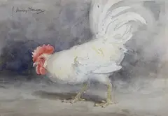 John Murray Thomson, White Cock, watercolour