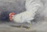 John Murray Thomson, White Cock, watercolour