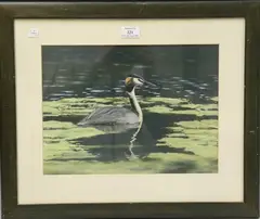Michael P. Jevon, Great Crested Grebe, oil on board