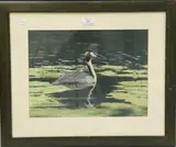 Michael P. Jevon, Great Crested Grebe, oil on board