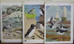 William Neave Parker, Birds, six watercolour and gouache illustrations on card