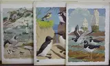 William Neave Parker, Birds, six watercolour and gouache illustrations on card