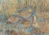 Emma Faull, Snipe in Reeds, 2019, watercolour on a gold ground