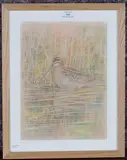 Emma Faull, Single Snipe, early 21st century silverpoint with added crayon
