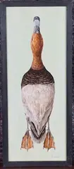 Andrew Fitchett, Study of a Pochard Duck, oil on board