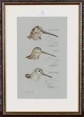 Andrew Fitchett, Woodcock, Snipe, Jack Snipe' (Head and Outline Studies), late 20th/early 21st century watercolour and pencil