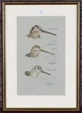 Andrew Fitchett, Woodcock, Snipe, Jack Snipe' (Head and Outline Studies), late 20th/early 21st century watercolour and pencil