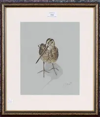 Andrew Fitchett, Study of a Snipe, late 20th/early 21st century watercolour