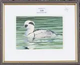 Peter Bainbridge, Smew Duck, late 20th/early 21st century acrylic on board