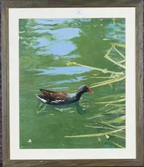 Michael P. Jevon, Moorhen, oil on board