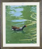 Michael P. Jevon, Moorhen, oil on board