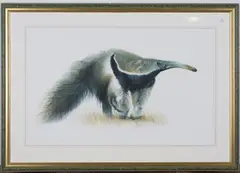 Matthew Hillier, Giant Anteater, watercolour