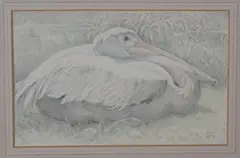 Pelican Resting by Lilian Andrews, 1960, pencil and pastel on vellum paper laid on board, sold Oct 2020