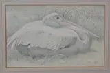 Lilian Andrews, Pelican Resting, 1960, pencil and pastel on vellum paper laid on board