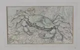 Lilian Andrews, Shore Crab, 1961, pencil and pastel on vellum paper laid on board