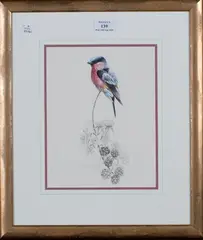 Warwick Higgs, Study of a Bullfinch on a Blossoming Bramble, watercolour