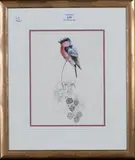 Warwick Higgs, Study of a Bullfinch on a Blossoming Bramble, watercolour