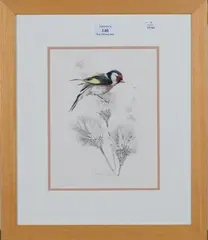 Warwick Higgs, Study of a Goldfinch on the Down of a Thistle, watercolour
